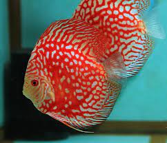 Pigeon Checkerboard discus – Na Discus Australia